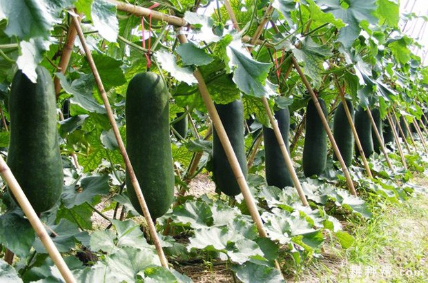 冬瓜生长发育有什么特征? 冬瓜生长发育有什么特征?