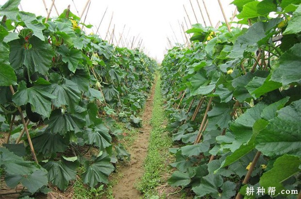 如何对冬瓜植株进行调整? 如何对冬瓜植株进行调整?
