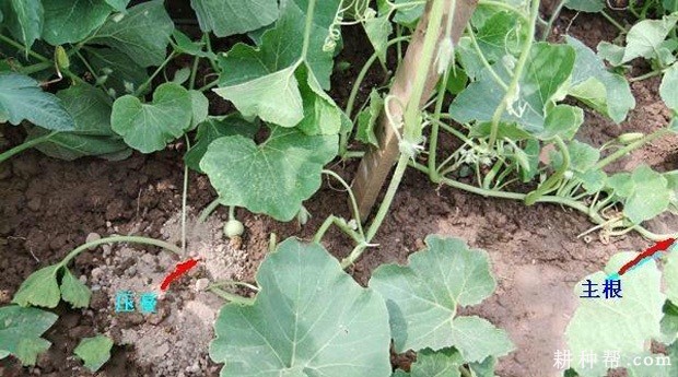 如何对冬瓜植株进行调整? 如何对冬瓜植株进行调整?