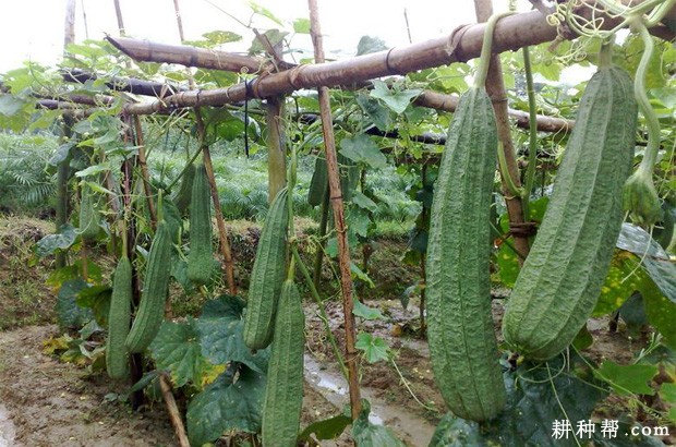 种植丝瓜需要什么条件？