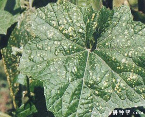 丝瓜白斑病如何防治? 丝瓜白斑病如何防治?