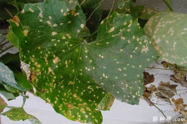 丝瓜白斑病如何防治? 丝瓜白斑病如何防治?