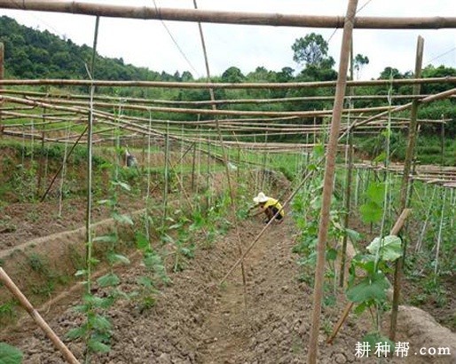 丝瓜什么时候种植? 丝瓜什么时候种植?