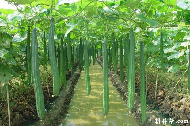 丝瓜什么时候种植? 丝瓜什么时候种植?