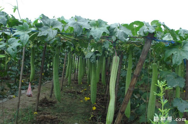 丝瓜什么时候种植? 丝瓜什么时候种植?