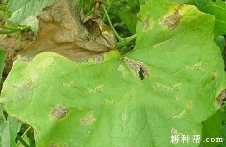 丝瓜褐斑病如何防治？