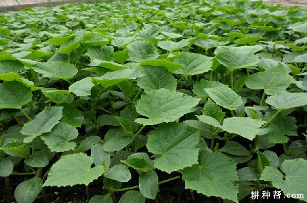 丝瓜苗期如何管理? 丝瓜苗期如何管理?