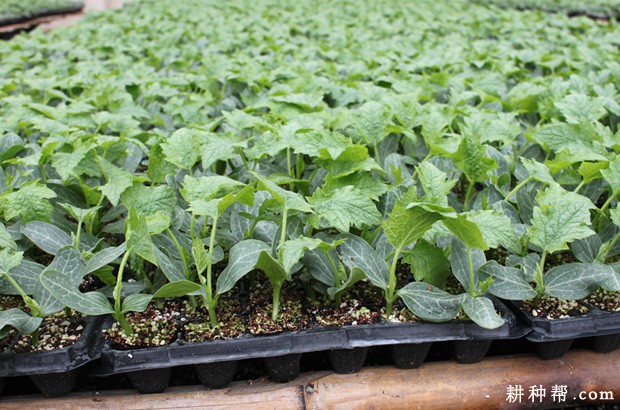 丝瓜苗期如何管理? 丝瓜苗期如何管理?