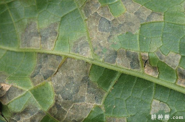 丝瓜细菌性角斑病如何防治? 丝瓜细菌性角斑病如何防治?
