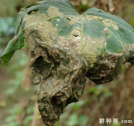 丝瓜细菌性角斑病如何防治? 丝瓜细菌性角斑病如何防治?