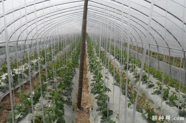 大棚丝瓜温度和湿度如何管理? 大棚丝瓜温度和湿度如何管理?