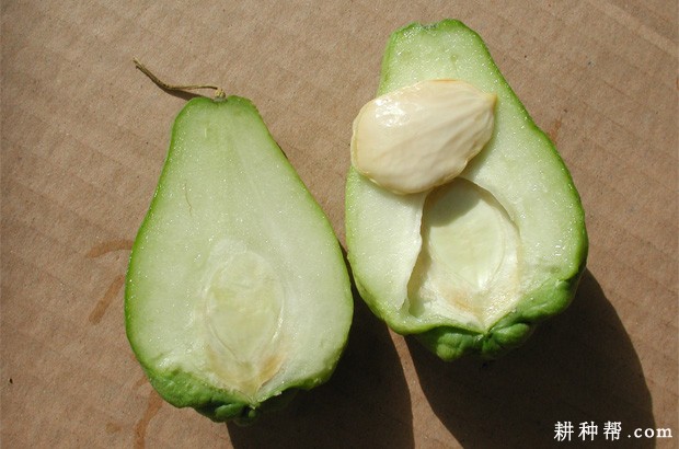 佛手瓜的果实和种子有什么特点? 佛手瓜的果实和种子有什么特点?