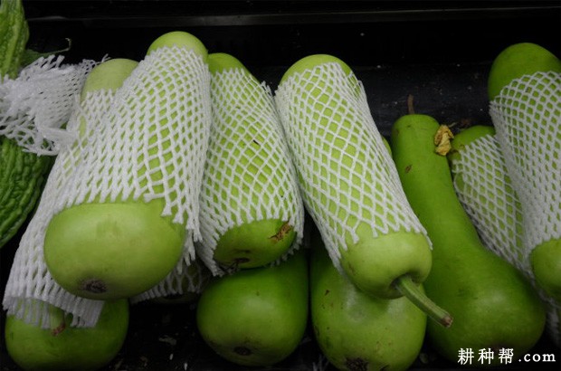 瓠瓜有哪些功效与作用? 瓠瓜有哪些功效与作用?