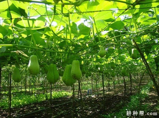 种植采收瓜果为主的佛手瓜如何管理? 种植采收瓜果为主的佛手瓜如何管理?