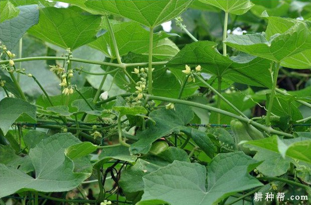 佛手瓜生长发育周期是怎么样? 佛手瓜生长发育周期是怎么样?
