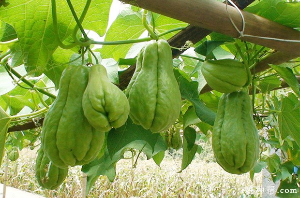 佛手瓜生长发育周期是怎么样? 佛手瓜生长发育周期是怎么样?