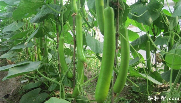 什么是瓠瓜? 什么是瓠瓜?