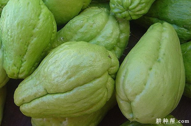 佛手瓜什么时候采收合适? 佛手瓜什么时候采收合适?