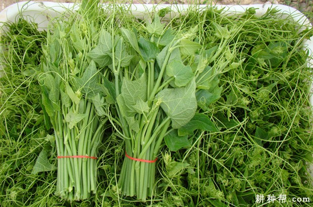 佛手瓜什么时候采收合适? 佛手瓜什么时候采收合适?