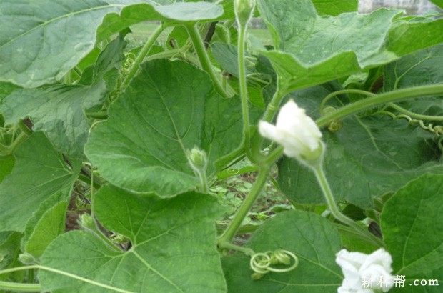 怎么样的环境适宜种植瓠瓜? 怎么样的环境适宜种植瓠瓜?