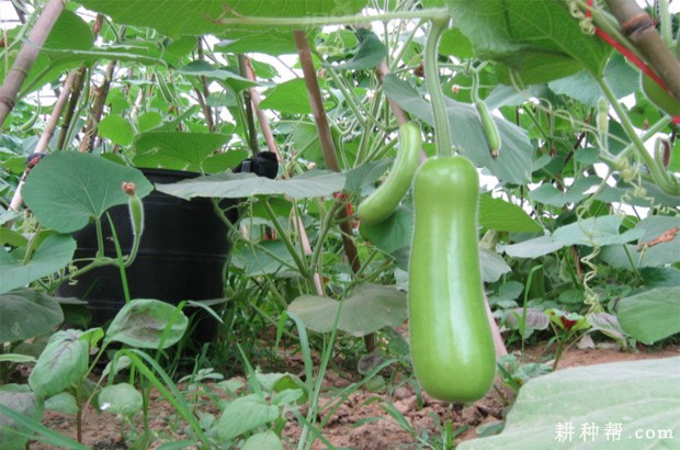 怎么样的环境适宜种植瓠瓜? 怎么样的环境适宜种植瓠瓜?