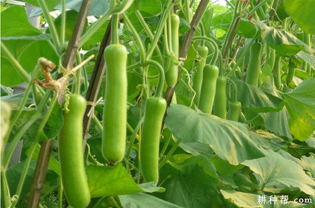 怎么样的环境适宜种植瓠瓜? 怎么样的环境适宜种植瓠瓜?