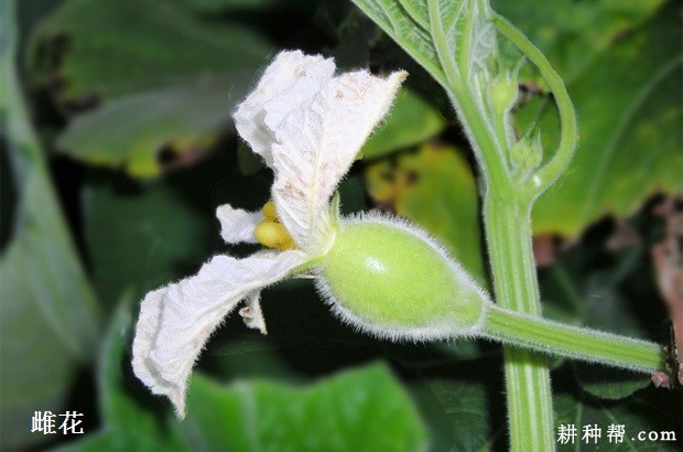 瓠瓜植株有什么特征? 瓠瓜植株有什么特征?