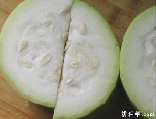 瓠瓜植株有什么特征? 瓠瓜植株有什么特征?