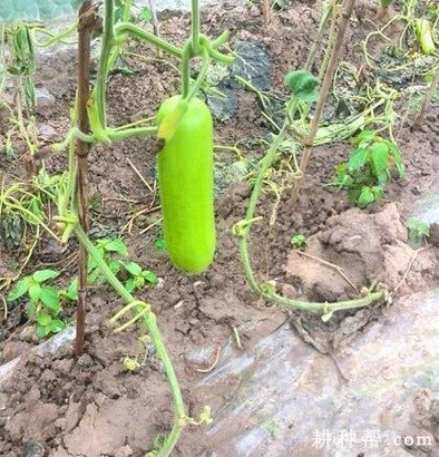 瓠瓜植株有什么特征? 瓠瓜植株有什么特征?