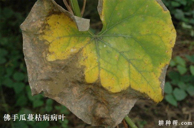 佛手瓜蔓枯病如何防治? 佛手瓜蔓枯病如何防治?