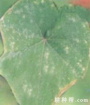 佛手瓜白粉病如何防治? 佛手瓜白粉病如何防治?