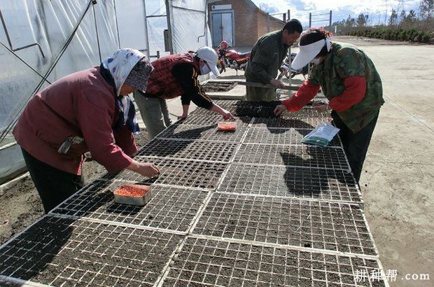 瓠瓜如何育苗? 瓠瓜如何育苗?