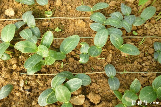 瓠瓜如何育苗? 瓠瓜如何育苗?