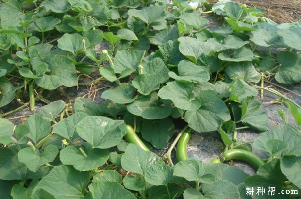 瓠瓜每亩种植多少棵? 瓠瓜每亩种植多少棵?