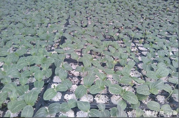 瓠瓜苗如何嫁接? 瓠瓜苗如何嫁接?