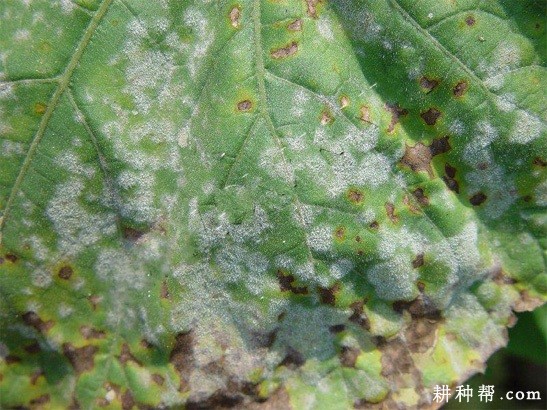 佛手瓜怎么防治红蜘蛛？