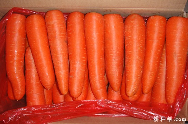 白萝卜不能和什么一起吃? 白萝卜不能和什么一起吃?