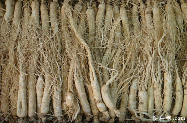 白萝卜不能和什么一起吃? 白萝卜不能和什么一起吃?