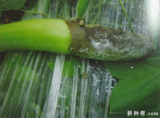 瓠瓜绵腐病如何防治？