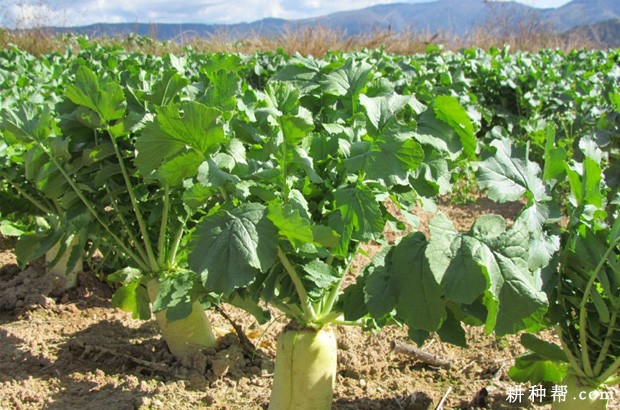 萝卜适合在什么环境中生长? 萝卜适合在什么环境中生长?