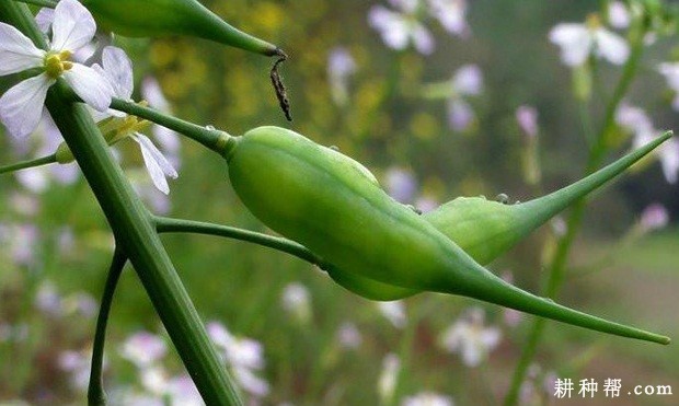 萝卜的花、果有什么特点? 萝卜的花、果有什么特点?