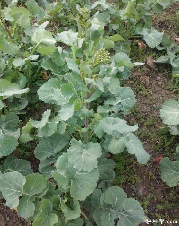 萝卜的茎、叶有什么特点? 萝卜的茎、叶有什么特点?