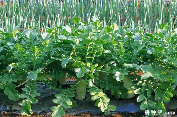 萝卜的茎、叶有什么特点? 萝卜的茎、叶有什么特点?