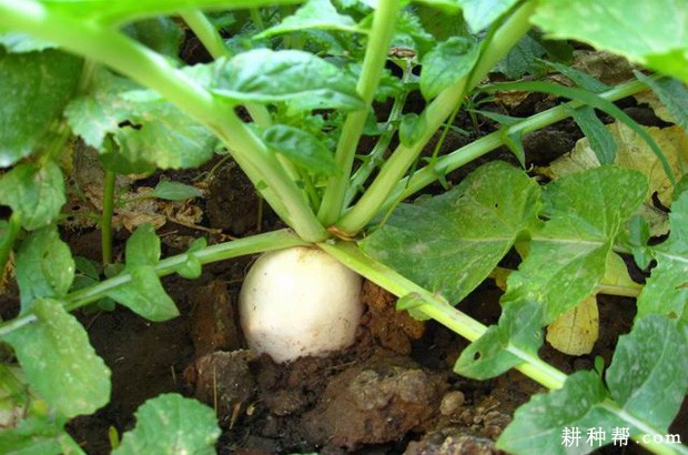 夏秋萝卜如何种植? 夏秋萝卜如何种植?