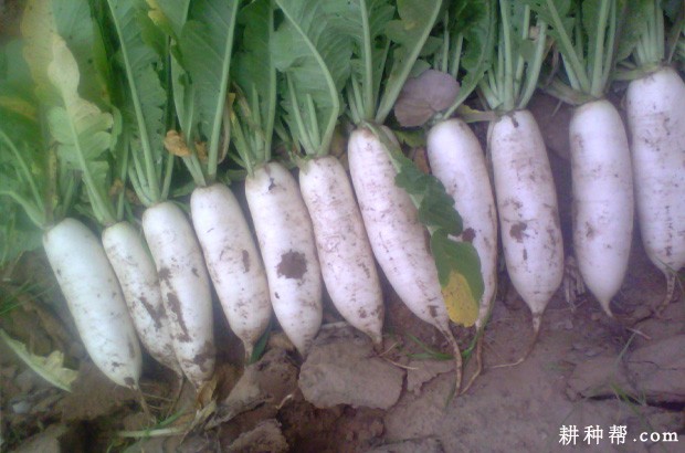 夏秋萝卜如何种植? 夏秋萝卜如何种植?