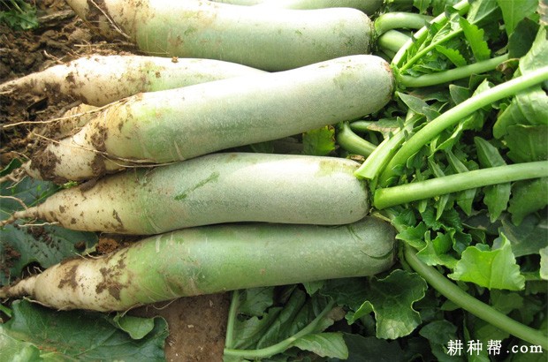 怎么种植秋冬萝卜? 怎么种植秋冬萝卜?