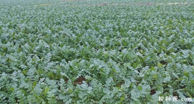 怎么种植秋冬萝卜? 怎么种植秋冬萝卜?