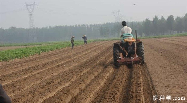 怎么种植秋冬萝卜? 怎么种植秋冬萝卜?