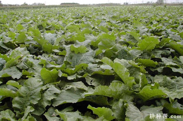 牛蒡适宜在什么环境下种植? 牛蒡适宜在什么环境下种植?