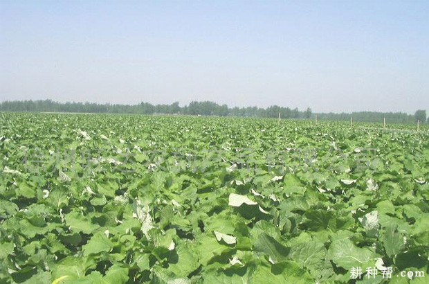 牛蒡适宜在什么环境下种植? 牛蒡适宜在什么环境下种植?